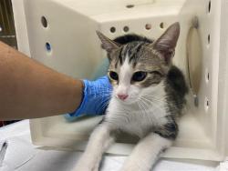 Shelter Stray Male Cat last seen W HADLEY ST & N DOCTOR M.L.K. JR DR, 3839 W Burnham St, West Milwaukee, WI 53215, USA