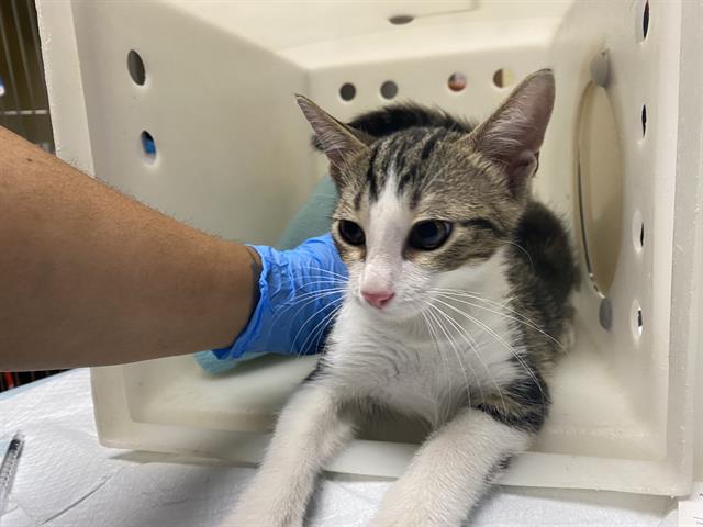 Shelter Stray Male Cat last seen W HADLEY ST & N DOCTOR M.L.K. JR DR, 3839 W Burnham St, West Milwaukee, WI 53215, USA