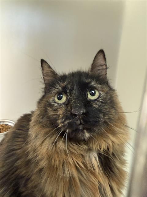 Shelter Stray Female Cat last seen Near BLK CALIFORNIA AV BAKERSFIELD,CA, 201 S Mt Vernon Ave, Bakersfield, CA 93307, USA