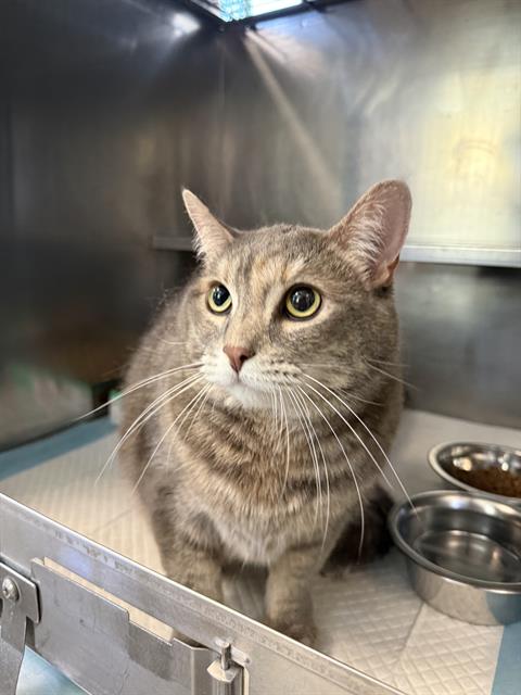 Shelter Stray Female Cat last seen Near BLK CALIFORNIA AV BAKERSFIELD,CA, 201 S Mt Vernon Ave, Bakersfield, CA 93307, USA