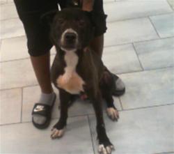 Shelter Stray Male Dog last seen CHARLOTTE, 8315 Byrum Dr, Charlotte, NC 28217, USA