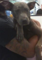 Shelter Stray Male Dog last seen CHARLOTTE, 8315 Byrum Dr, Charlotte, NC 28217, USA