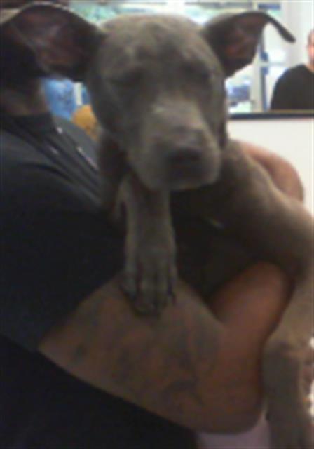 Shelter Stray Male Dog last seen CHARLOTTE, 8315 Byrum Dr, Charlotte, NC 28217, USA