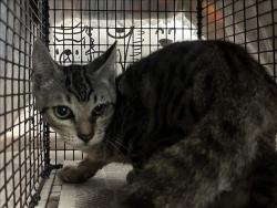 Shelter Stray Male Cat last seen , 957 N Gaffey St, San Pedro, CA 90731, USA