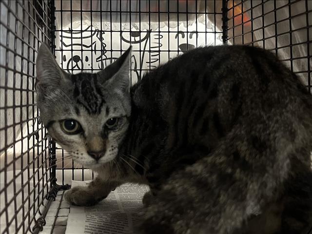 Shelter Stray Male Cat last seen , 957 N Gaffey St, San Pedro, CA 90731, USA