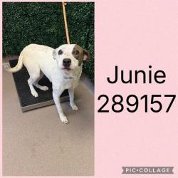Shelter Stray Female Dog last seen SAN JUAN AVE, 4214 Fulton Mill Rd, Macon, GA 31216, USA