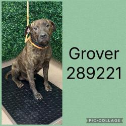 Shelter Stray Male Dog last seen GROVELAND CIR N, 4214 Fulton Mill Rd, Macon, GA 31216, USA