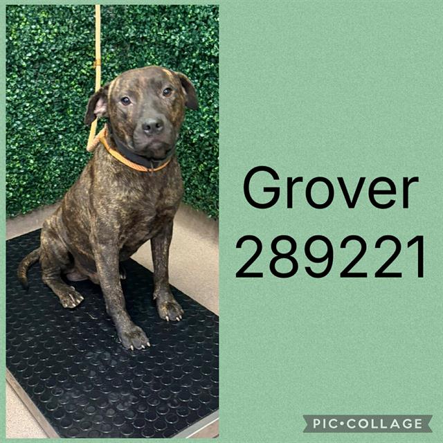 Shelter Stray Male Dog last seen GROVELAND CIR N, 4214 Fulton Mill Rd, Macon, GA 31216, USA