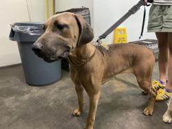 Shelter Stray Female Dog last seen , 3201 Lacy St, Los Angeles, CA 90031, USA