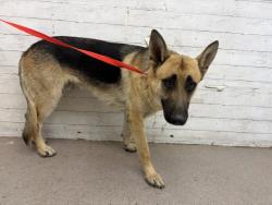 Shelter Stray Male Dog last seen WATERMAN AND 9TH, 333 Chandler Pl, San Bernardino, CA 92408, USA