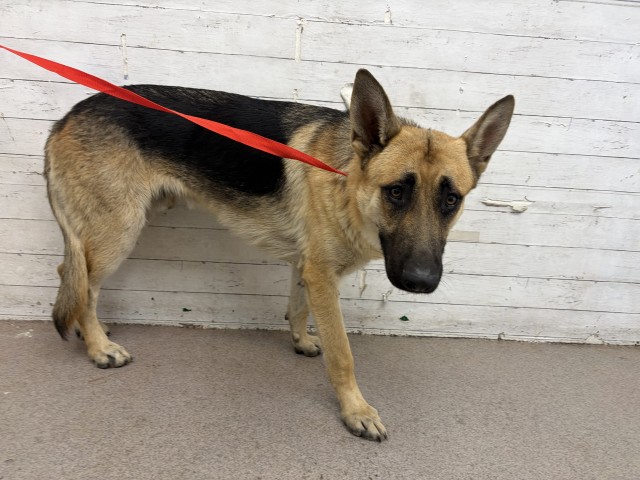Shelter Stray Male Dog last seen WATERMAN AND 9TH, 333 Chandler Pl, San Bernardino, CA 92408, USA