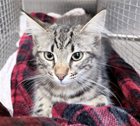Shelter Stray Female Cat last seen , 3201 Lacy St, Los Angeles, CA 90031, USA