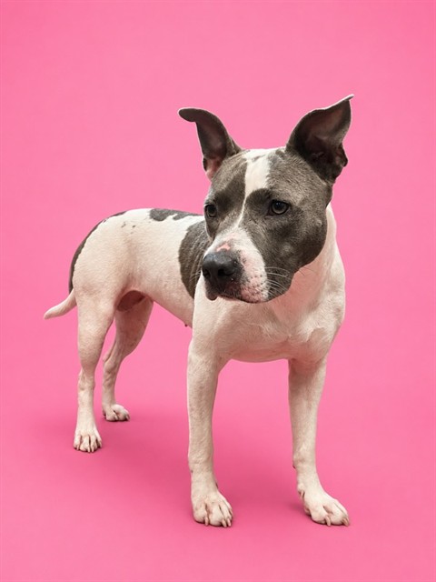Shelter Stray Female Dog last seen DIX ELLIS TRL, 2020 Forest St, Jacksonville, FL 32204, USA