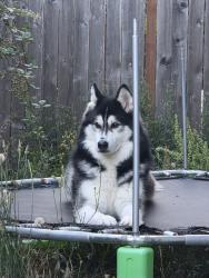Reunited Male Dog last seen Near SW Breda Ct, Aloha, OR 97006, USA, Aloha, OR 97006