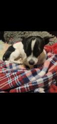 Lost Male Dog last seen Near Pecan Valley and Southcross, San Antonio, TX 78223