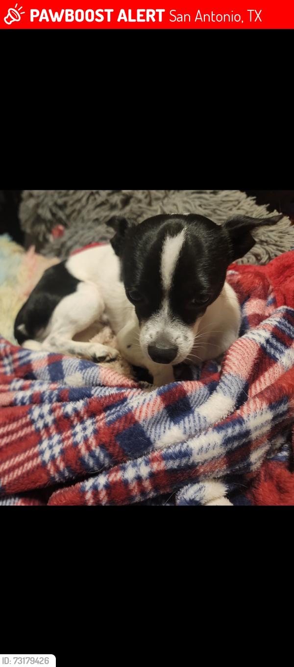 Lost Male Dog last seen Near Pecan Valley and Southcross, San Antonio, TX 78223