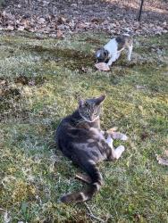 Lost Female Cat last seen Near Short Creek Farm, Northwood, NH 03261