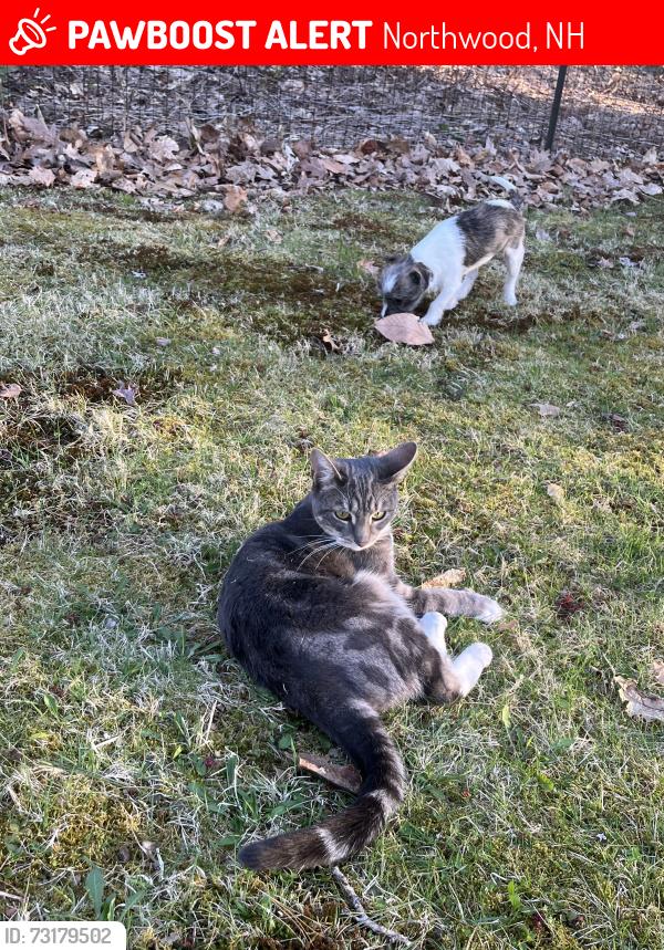 Lost Female Cat last seen Near Short Creek Farm, Northwood, NH 03261