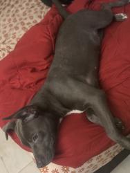 Lost Female Dog last seen Dania beach & federal highway, Dania Beach, FL 33004
