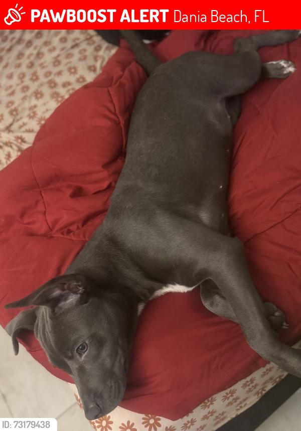 Lost Female Dog last seen Dania beach & federal highway, Dania Beach, FL 33004