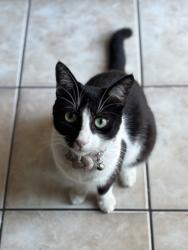 Reunited Female Cat last seen 124th St, Los Angeles, CA 90059