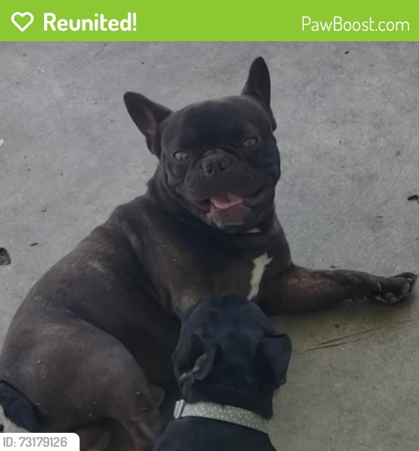 Reunited Male Dog last seen shields and hughes, Fresno, CA 93705
