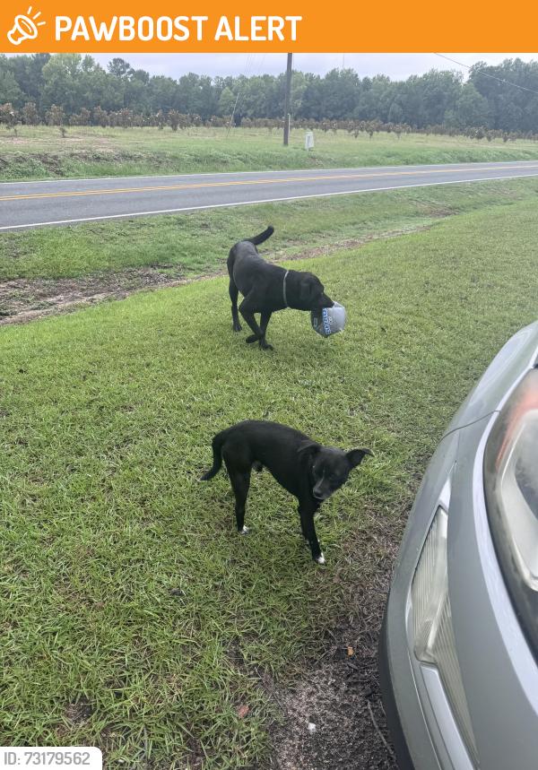 Found/Stray Unknown Dog last seen Old stage road, Johnston County, NC 27501