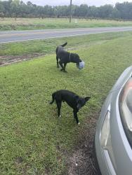 Found/Stray Unknown Dog last seen Old stage road, Johnston County, NC 27501