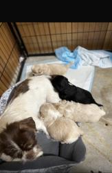 Reunited Female Dog last seen Louisville Kentucky 40214, Louisville, KY 40214