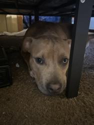 Reunited Male Dog last seen 7Mile and Ryan, Detroit, MI 48234