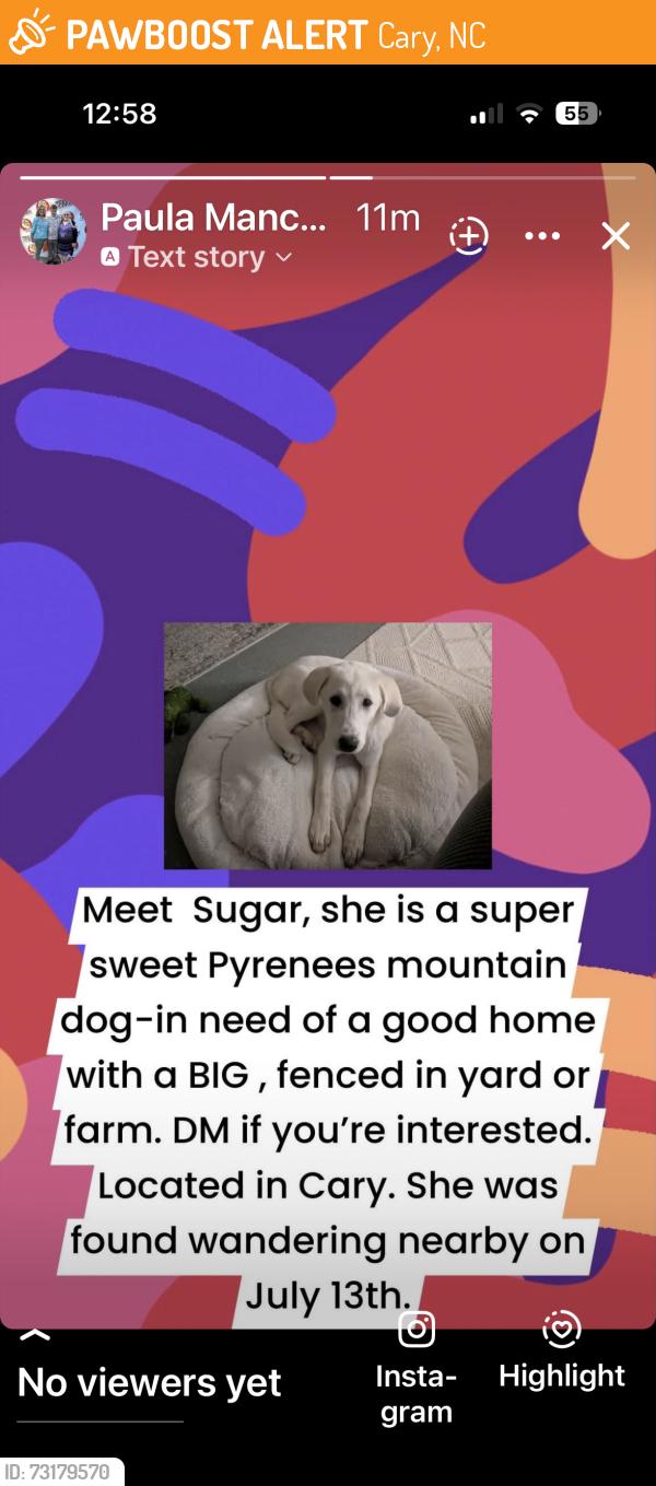 Found/Stray Female Dog last seen Piney Plains and Franklin Heights Rd, Cary, NC 27518