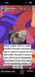 Found/Stray Female Dog last seen Piney Plains and Franklin Heights Rd, Cary, NC 27518