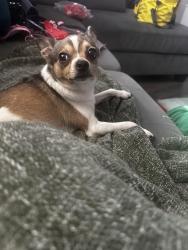 Reunited Female Dog last seen Rapid Stop, Cleveland, OH 44103