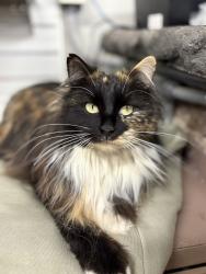 Lost Female Cat last seen 143rd between pflumm and quivera, Olathe, KS 66062