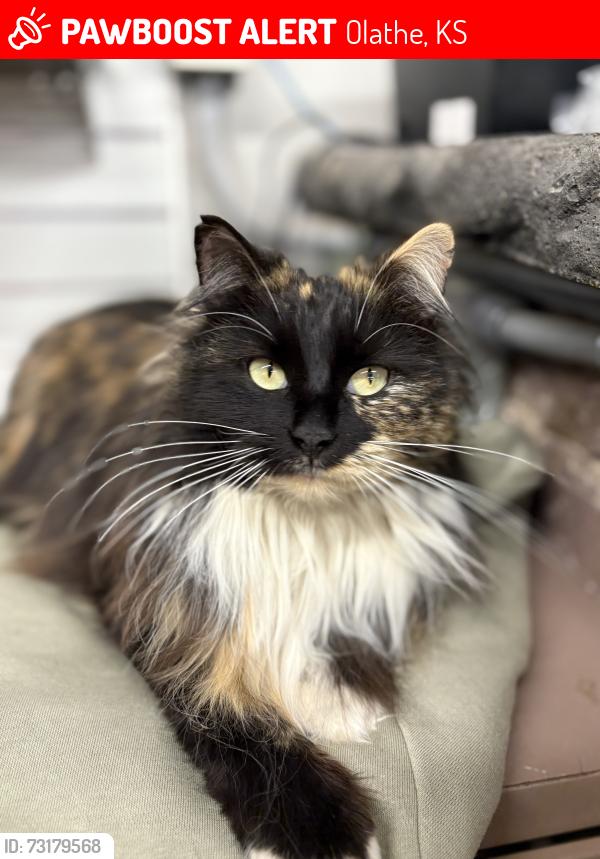 Lost Female Cat last seen 143rd between pflumm and quivera, Olathe, KS 66062