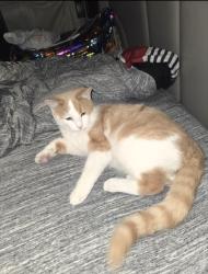 Lost Male Cat last seen TA Truck stop, Mc Donalds, Brookville, PA 15825