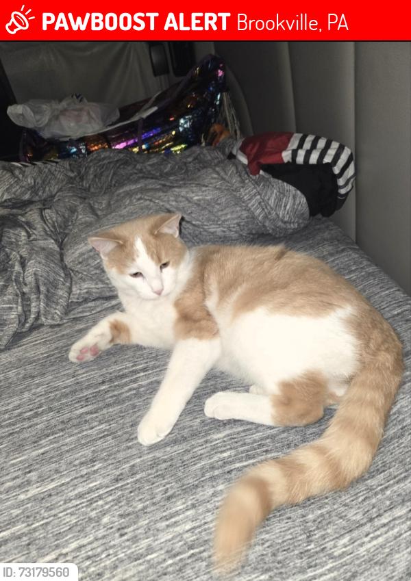 Lost Male Cat last seen TA Truck stop, Mc Donalds, Brookville, PA 15825