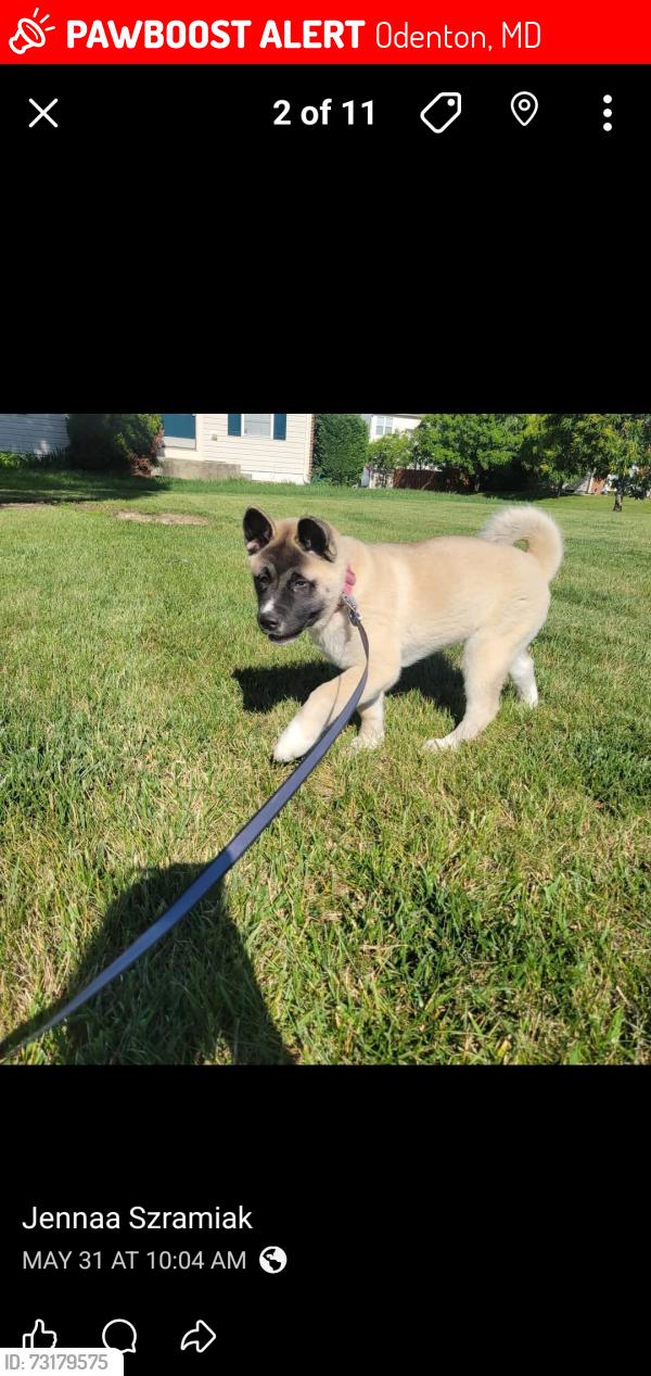 Lost Female Dog last seen Blue water blvd and scaffold way, Odenton, MD 21113