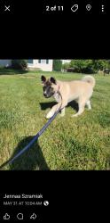Lost Female Dog last seen Blue water blvd and scaffold way, Odenton, MD 21113
