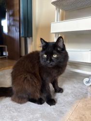 Lost Male Cat last seen Colorado Ave and Sierra Way, Chula Vista, CA 91911