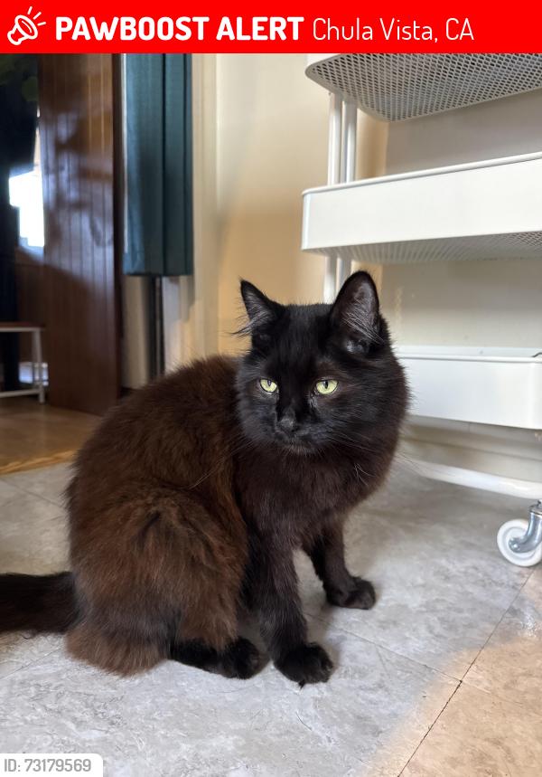 Lost Male Cat last seen Colorado Ave and Sierra Way, Chula Vista, CA 91911
