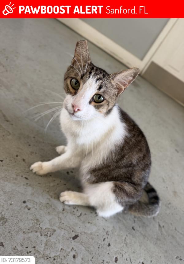 Lost Female Cat last seen W. 1st Street Sanford, FL, Sanford, FL 32771