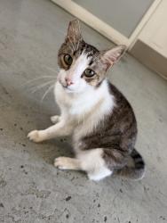 Lost Female Cat last seen W. 1st Street Sanford, FL, Sanford, FL 32771