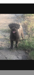 Found/Stray Male Dog last seen Craig St and Rich St, Fort Worth, TX 76112