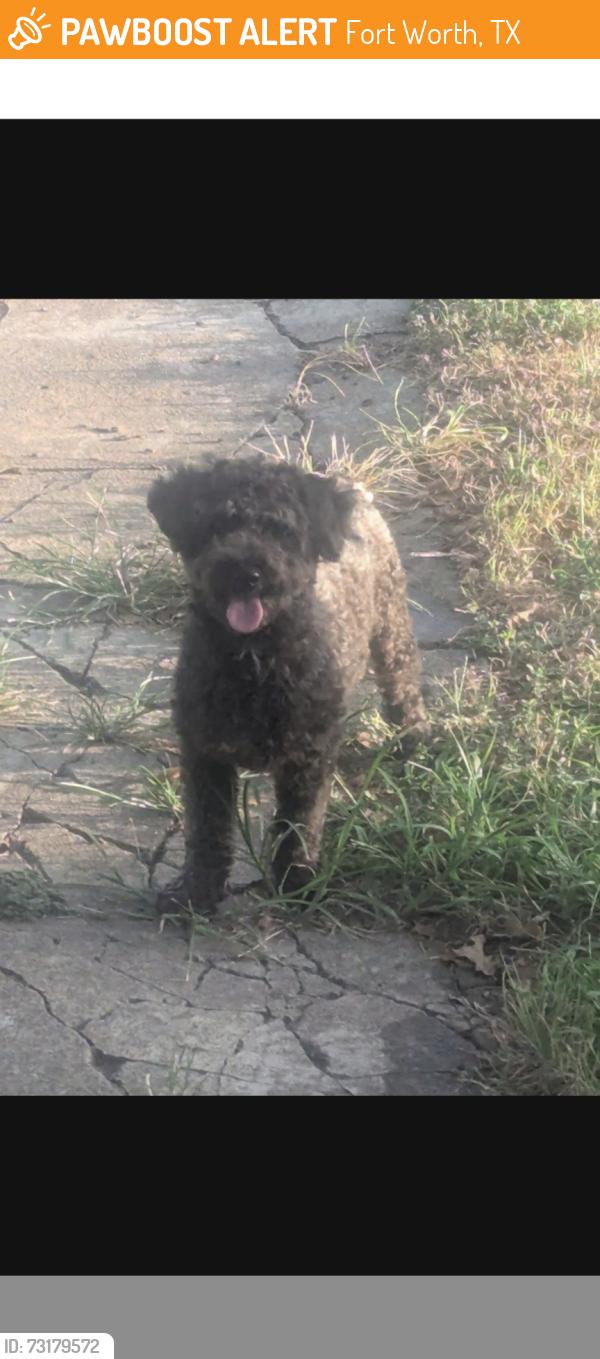 Found/Stray Male Dog last seen Craig St and Rich St, Fort Worth, TX 76112