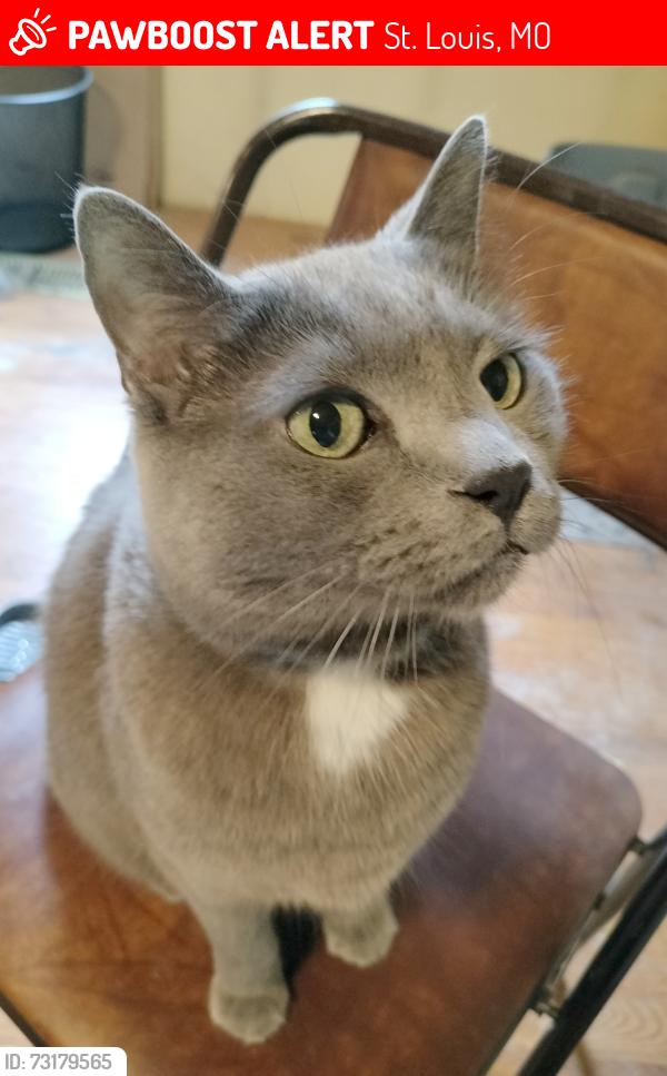 Lost Male Cat last seen Manchester & Oakview Maplewood, St. Louis, MO 63143