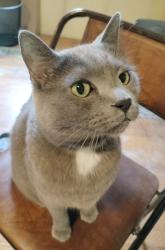 Lost Male Cat last seen Manchester & Oakview Maplewood, St. Louis, MO 63143