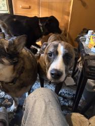 Lost Male Dog last seen Minnehaha/mcknighr, Minnehaha County, SD 57020