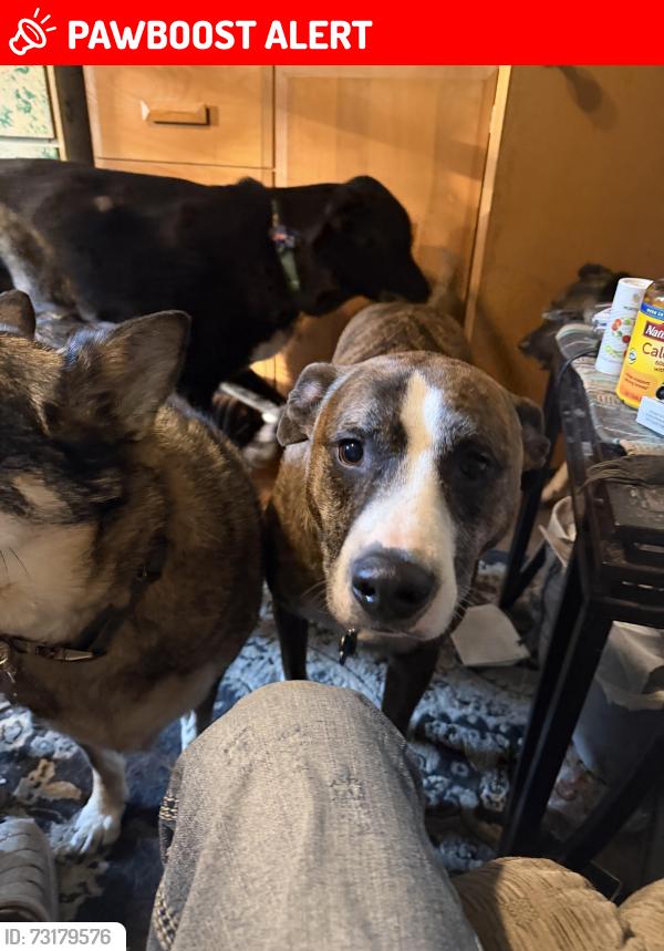 Lost Male Dog last seen Minnehaha/mcknighr, Minnehaha County, SD 57020