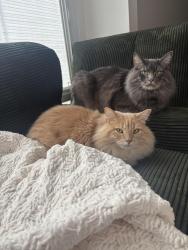 Lost Male Cat last seen Abbie Lakes, Canal Winchester, OH 43110